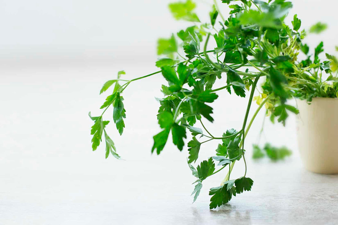 Parsley Juice: What Are The Health Benefits?