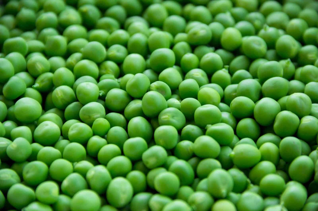 How Does Pea Protein Powder Compare to Whey?