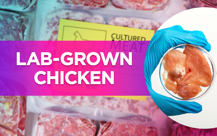 Gloved hand holding lab-grown chicken in a petri dish, with cultured meat packaging in the background.